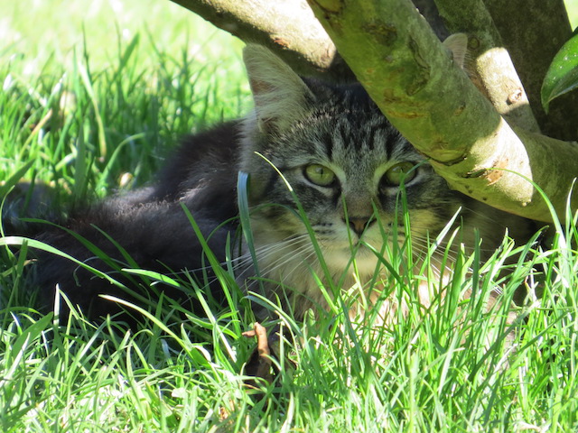 The image shows Amber a female cat hiding under the branches of a tree.