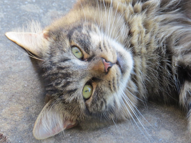 Arthur is a fluffy likely Norwegian Forest cat lying n his side and facing you