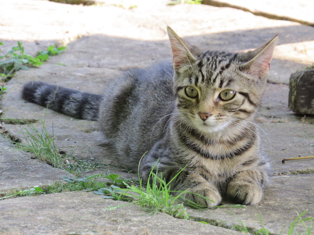 Claudius is a silvery tabby and a kitten when his picture was taken. He is ever so slightly cross-eyed!