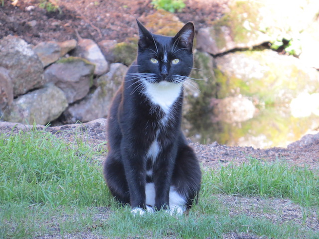 Jamie is a black and white tuxedo cat sitting looking at you showing his glorious whiskers.