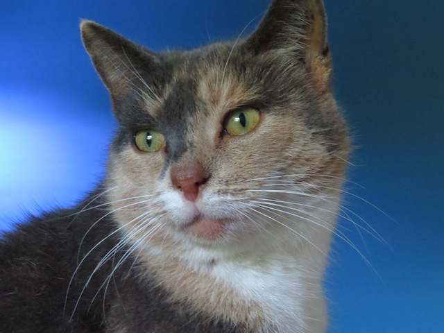 A picture of Mouse who is a tortoiseshell girl with green eyes set against a blue background.