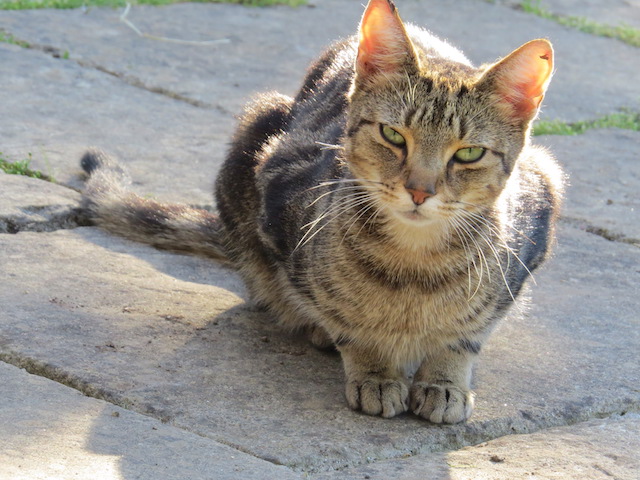 The image shows Persephone crouching and looking up at you. She is one of the pair of gorgeous tabby kitties.
