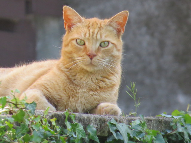 Tigger is lying down but looking right into your eyes. He is a ginger boy cat and terrifically handsome.