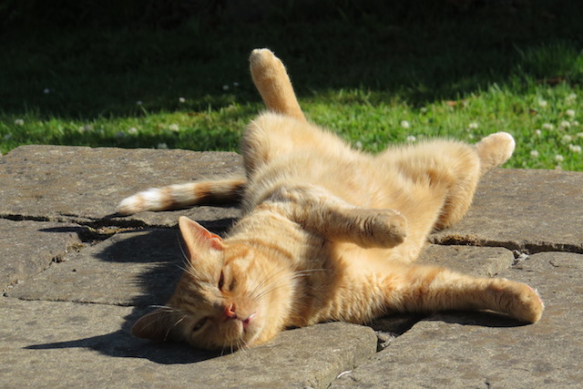 Tigger cat lying on his back with legs outstretched, relaxing in the sunshine.
