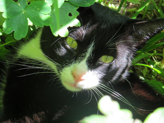Tyrion is a tuxedo cat with the greenest eyes, especially when they are reflecting the patch of greenery he is hiding in to take a snooze.