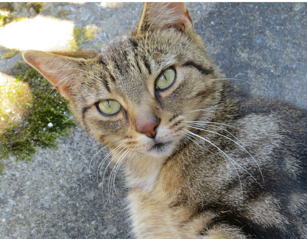 image shows Ajax the male tabby looking at you with his beautiful green eyes.