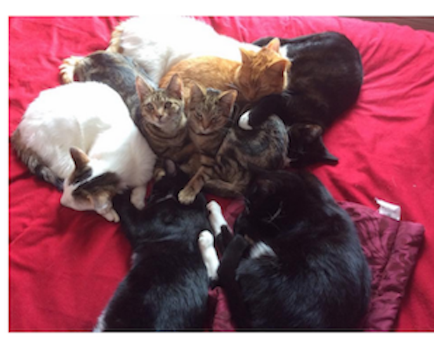 now Kitties all sitting in a pile together  looking up at the camera and waiting for you to contact us.