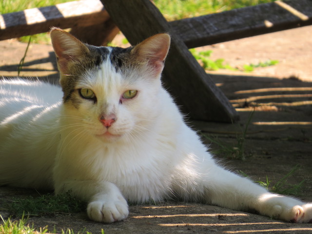 Winston cat is also mainly white like Leo but instead of ginger trimmings he has tabby ones instead. He sprawled out under a table sheltering from the sun.