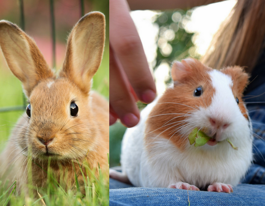 Picture shows a rabbit and a guinea pig to illustrate the small caged animals we can also tend for you.