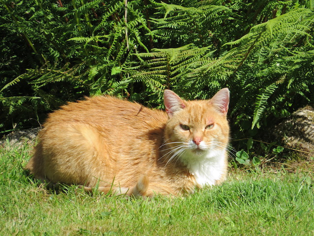 Solomon is a ginger boy with a white belly and white upper lip. he is lying in the garden by some ferns.